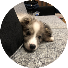 「Gab」の由来は愛犬ガブリエルからいただきました!
